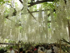 白の藤棚